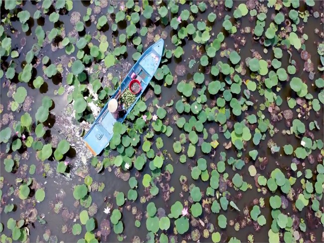 Nông dân Hậu Giang sản xuất “ thuận thiên” trong mùa nước nổi (08/11/2022)